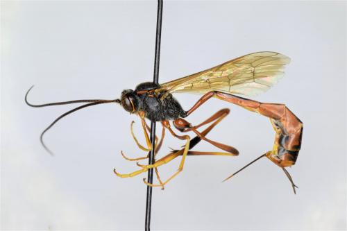 Trichomma fulvidens